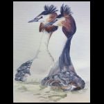 Great Crested Grebes by Isabel Crozier